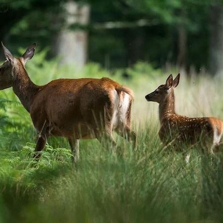 Maison Au Milieu Des Bois Et Des Animaux Jouy-le-Potier Exterior foto